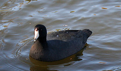 Dylan's photo of Ducks At Santee Lakes (1871)