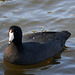 Dylan's photo of Ducks At Santee Lakes (1871)