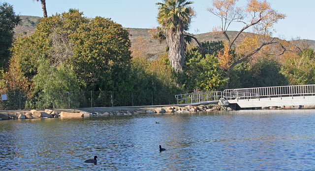 Dylan's photo of Ducks At Santee Lakes (1876)