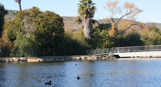 Dylan's photo of Ducks At Santee Lakes (1877)