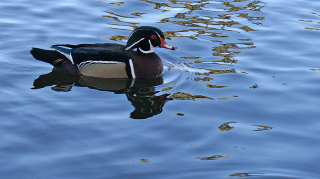 Dylan's photo of Ducks At Santee Lakes (1878)