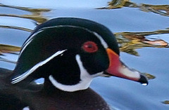 Dylan's photo of Ducks At Santee Lakes (1878A)