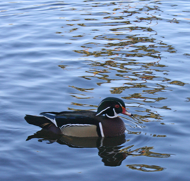 Dylan's photo of Ducks At Santee Lakes (1879)