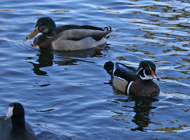 Dylan's photo of Ducks At Santee Lakes (1887)