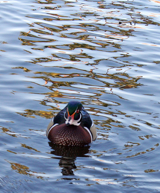 Dylan's photo of Ducks At Santee Lakes (1892)