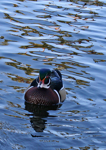 Dylan's photo of Ducks At Santee Lakes (1893)