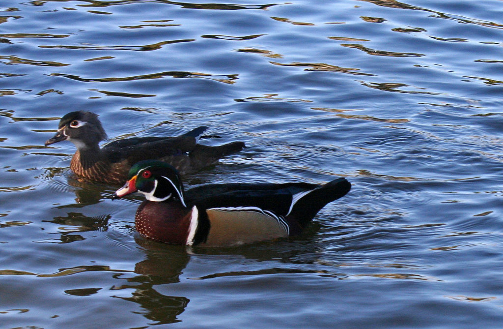 Dylan's photo of Ducks At Santee Lakes (1915)