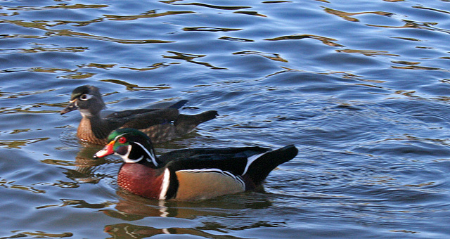 Dylan's photo of Ducks At Santee Lakes (1916)