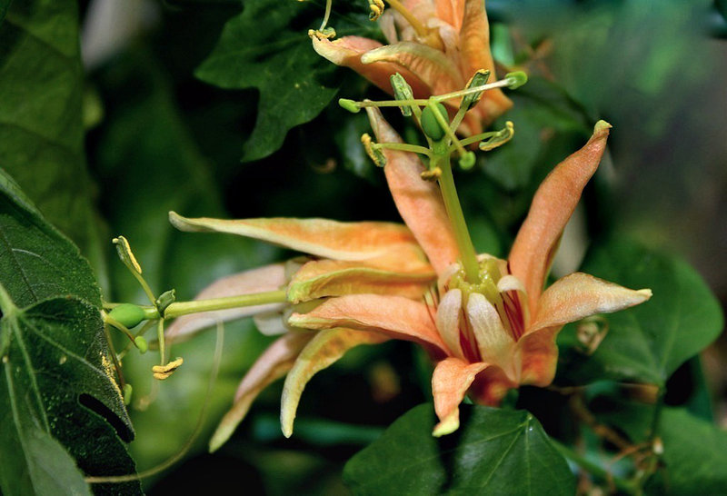 Passiflora aurantia