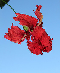 Hibiscus El Capitolio rouge