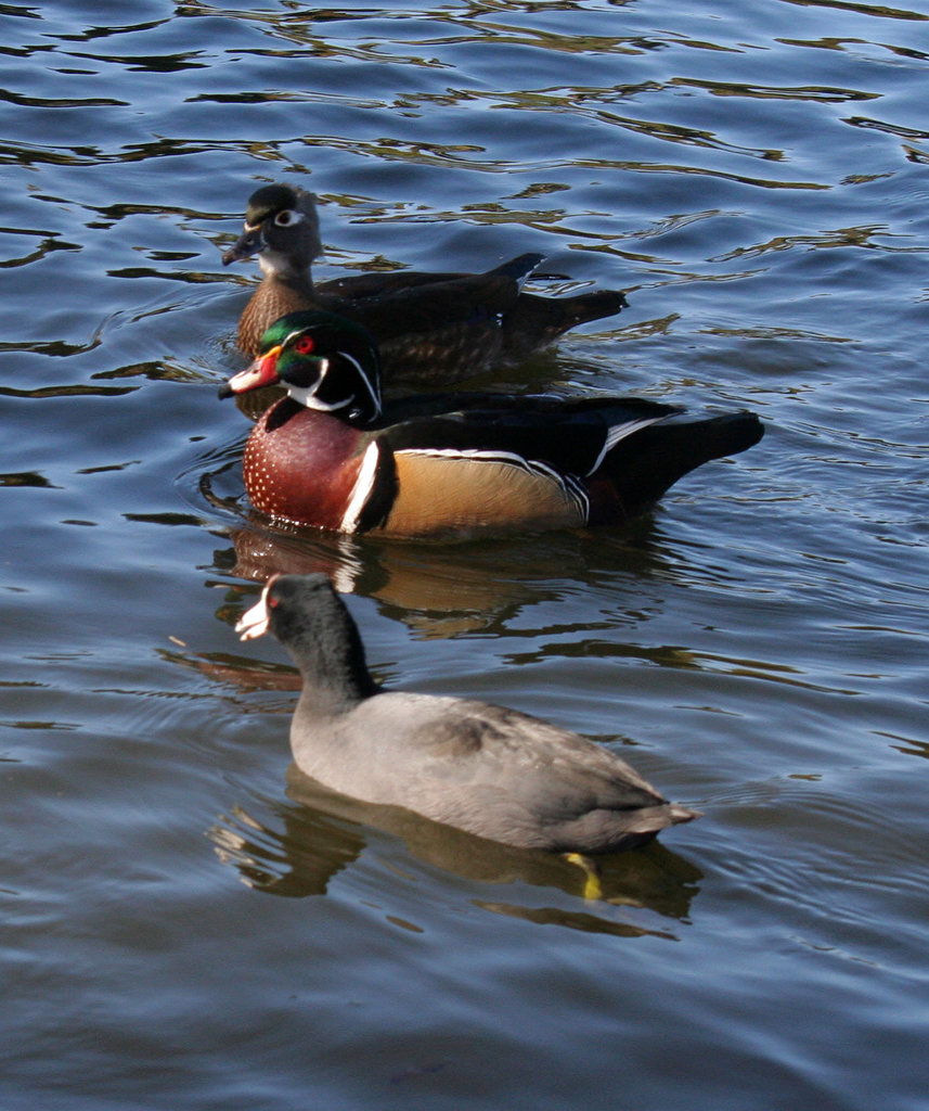 Dylan's photo of Ducks At Santee Lakes (1918)