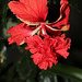 Hibiscus El Capitolio rouge (2)