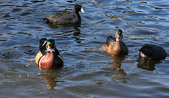 Dylan's photo of Ducks At Santee Lakes (1921)