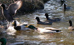 Dylan's photo of Ducks At Santee Lakes (1924)