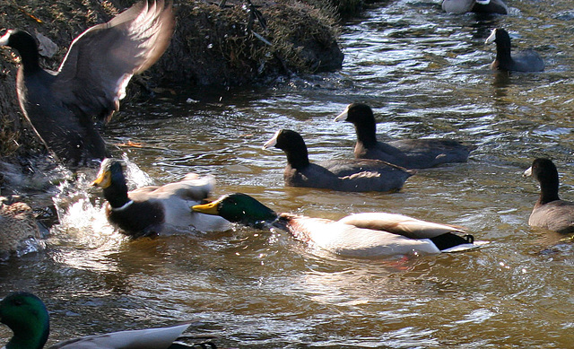 Dylan's photo of Ducks At Santee Lakes (1924)