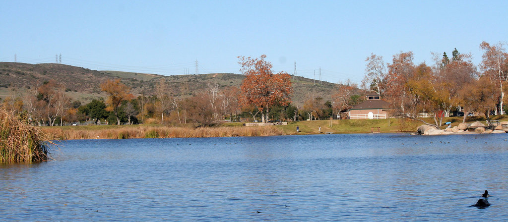 Dylan's photo of Ducks At Santee Lakes (1953)