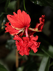 Hibiscus El Capitolio rouge (3)