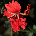 Hibiscus El Capitolio rouge (3)