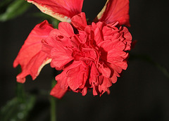 Hibiscus El Capitolio rouge (4)