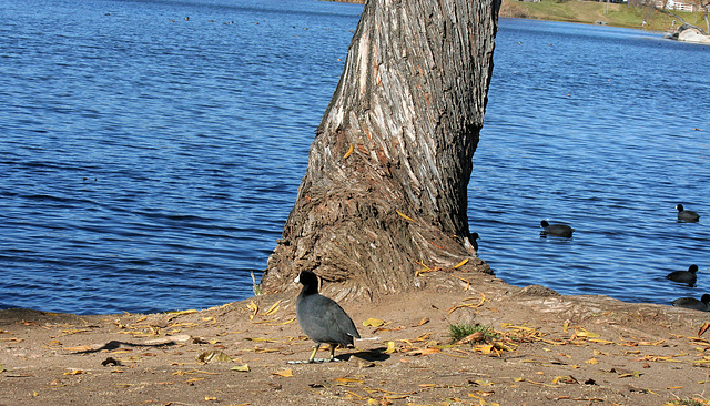 Dylan's photo of Ducks At Santee Lakes (2010)