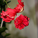 Hibiscus El Capitolio rouge (5)
