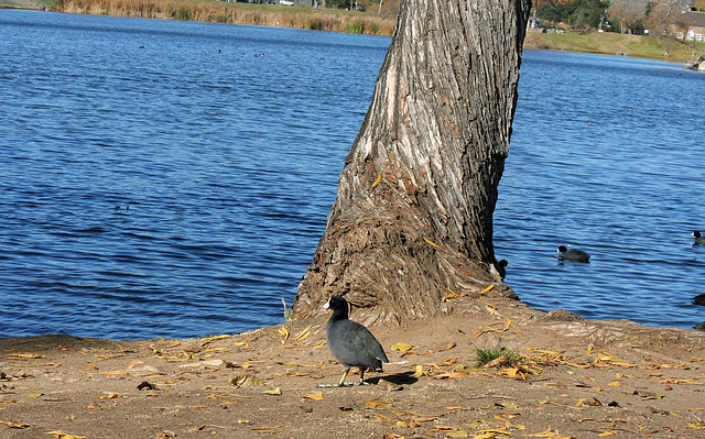 Dylan's photo of Ducks At Santee Lakes (2011)