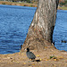 Dylan's photo of Ducks At Santee Lakes (2012)