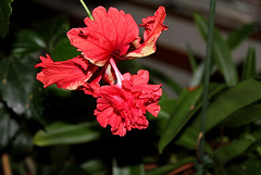 Hibiscus El Capitolio rouge (7)