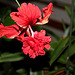 Hibiscus El Capitolio rouge (7)