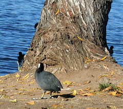 Dylan's photo of Ducks At Santee Lakes (2014)