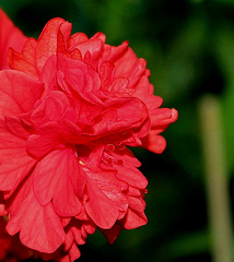 Hibiscus El Capitolio rouge (8)