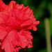 Hibiscus El Capitolio rouge (8)