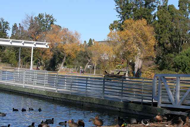 Dylan's photo of Ducks At Santee Lakes (2015)