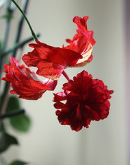 Hibiscus El Capitolio rouge (9)
