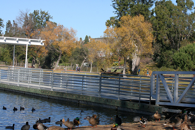 Dylan's photo of Ducks At Santee Lakes (2018)