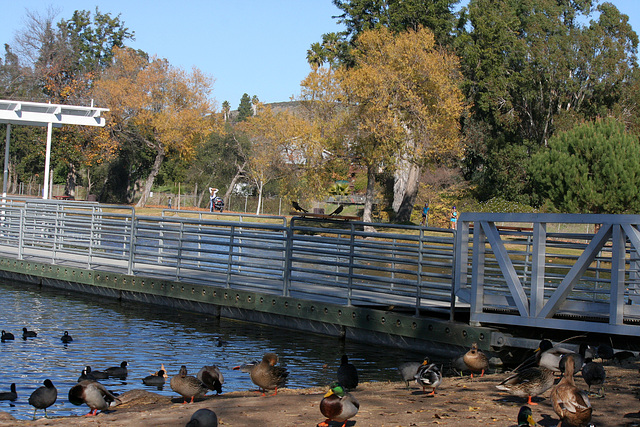 Dylan's photo of Ducks At Santee Lakes (2019)