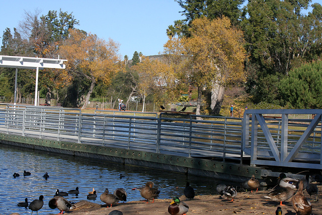 Dylan's photo of Ducks At Santee Lakes (2020)