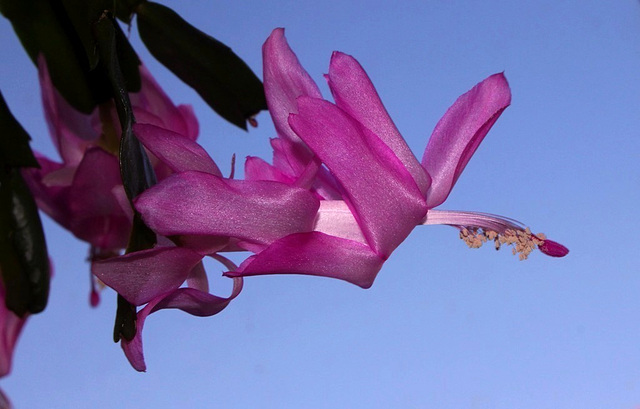 Schlumbergera hybride rose ancien
