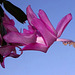 Schlumbergera hybride rose ancien