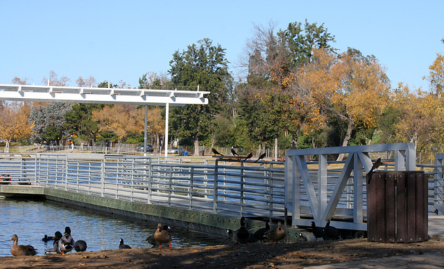 Dylan's photo of Ducks At Santee Lakes (2021)