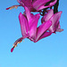 Schlumbergera hybride rose ancien (2)
