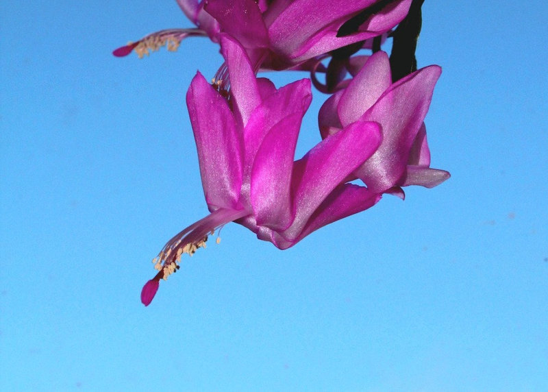 Schlumbergera hybride rose ancien (2)