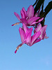 Schlumbergera hybride rose ancien (3)