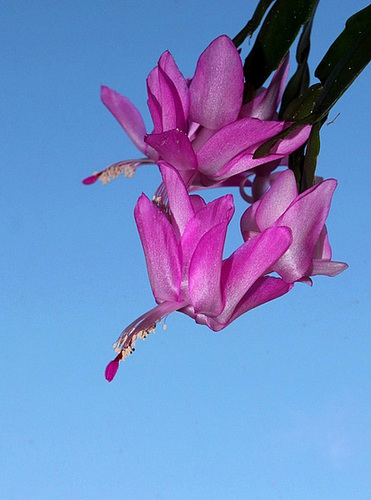 Schlumbergera hybride rose ancien (3)