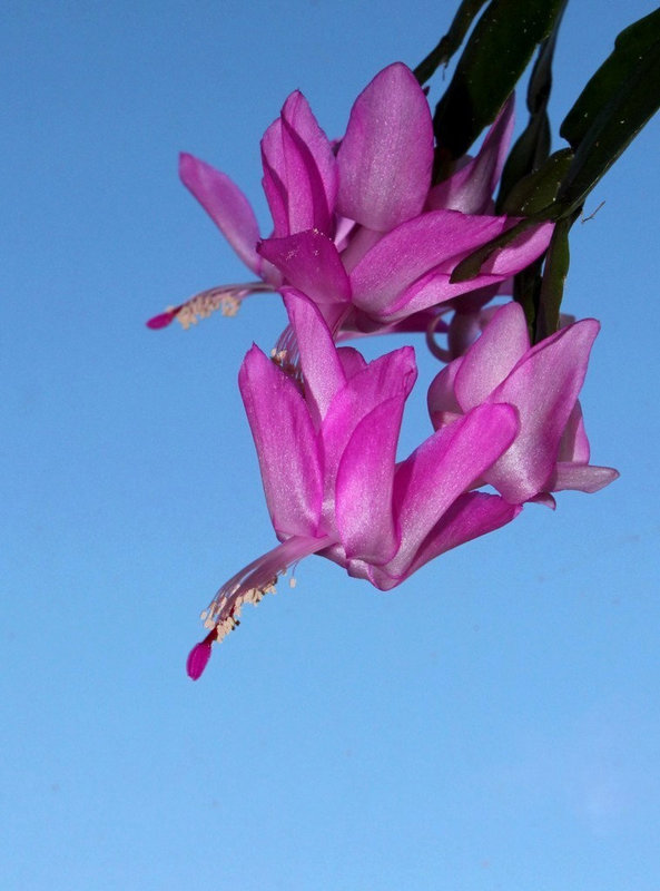 Schlumbergera hybride rose ancien (3)