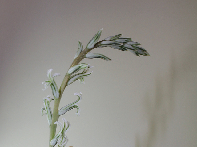 Haworthia pygmaea- floraison