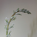 Haworthia pygmaea- floraison