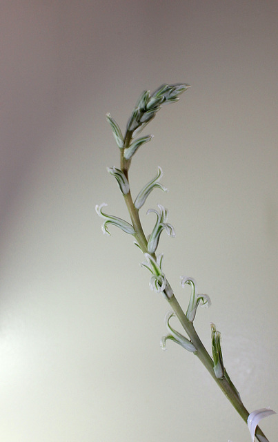 Haworthia pygmaea- floraison