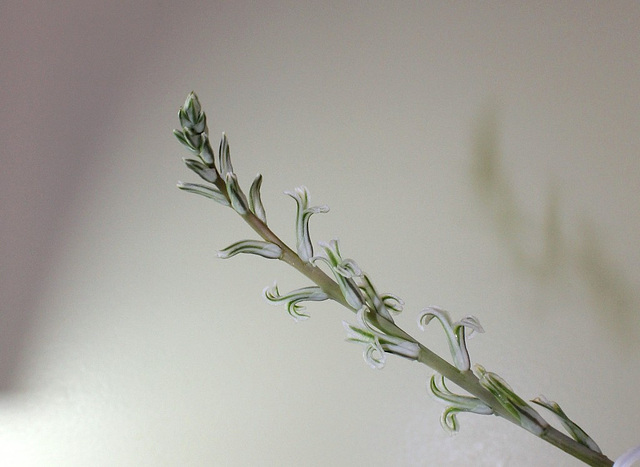 Haworthia pygmaea- floraison