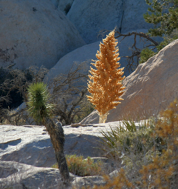 Nolina Bloom - Joshua Tree (2458)